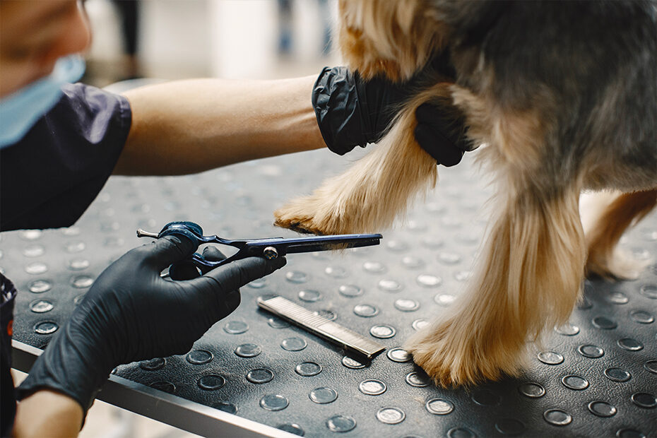 tavoli da toelettatura per cani